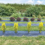 Ilex Glow Stick&trade; Japanese Holly Alternate Image 2