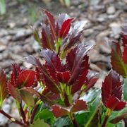 Ilex Castle Rouge&trade; Blue Holly Alternate Image 2