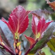 Ilex Castle Rouge&trade; Blue Holly Alternate Image 3