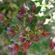 Ilex Castle Rouge&trade; Blue Holly Alternate Image 4