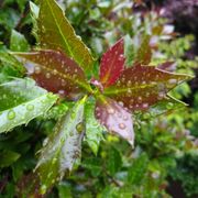 Ilex Castle Rouge&trade; Blue Holly Alternate Image 5