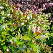 Ilex Castle Rouge&trade; Blue Holly Alternate Image 6