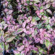 Lecothoe Paisley Pup&trade; Thumb