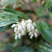 Lecothoe Paisley Pup&trade; Alternate Image 1