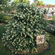 Lonicera Kintzley's Ghost&reg; Grape Honeysuckle Alternate Image 3