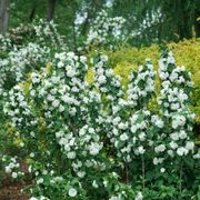 Philadelphus Illuminati Spice&trade; Mock Orange Alternate Image 1