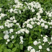 Philadelphus Illuminati Spice&trade; Mock Orange Alternate Image 2