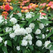 Philadelphus Illuminati Spice&trade; Mock Orange Alternate Image 3