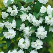 Philadelphus Illuminati Spice&trade; Mock Orange Alternate Image 4
