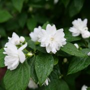 Philadelphus Illuminati Spice&trade; Mock Orange Alternate Image 6