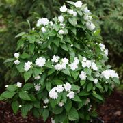 Philadelphus Illuminati Spice&trade; Mock Orange Alternate Image 7