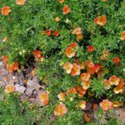 Dasiphora Happy Face&reg; Orange Potentilla Thumb