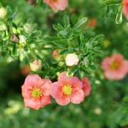 Dasiphora Happy Face&reg; Orange Potentilla Alternate Image 2