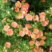 Dasiphora Happy Face&reg; Orange Potentilla Alternate Image 3