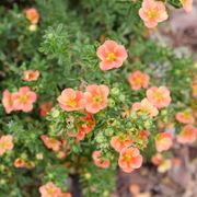 Dasiphora Happy Face&reg; Orange Potentilla Alternate Image 4