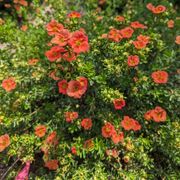 Dasiphora Happy Face&reg; Orange Potentilla Alternate Image 5