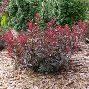 Prunus Stay Classy&trade; Sand Cherry Alternate Image 1