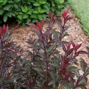 Prunus Stay Classy&trade; Sand Cherry Alternate Image 2