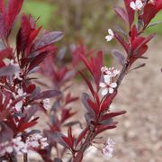 Prunus Stay Classy&trade; Sand Cherry Alternate Image 4