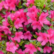 Rhododendron Perfecto Mundo Fuchsia Carpet&trade; Azalea Thumb