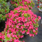 Rhododendron Perfecto Mundo Fuchsia Carpet&trade; Azalea Alternate Image 1