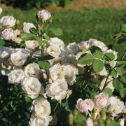 Rosa Flavorette Pear'd&trade; Edible Rose Thumb