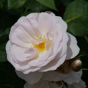 Rosa Flavorette Pear'd&trade; Edible Rose Alternate Image 1