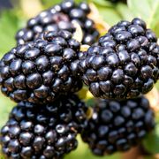 Rubus Taste of Heaven&trade; Thornless Blackberry Thumb