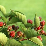 Rubus Taste of Heaven&trade; Thornless Blackberry Alternate Image 1