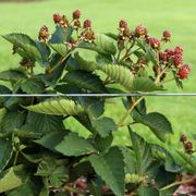 Rubus Taste of Heaven&trade; Thornless Blackberry Alternate Image 2