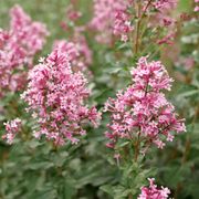 Syringa Bloomerang&reg; Ballet&trade; Lilac Thumb