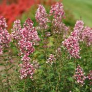 Syringa Bloomerang&reg; Ballet&trade; Lilac Alternate Image 1