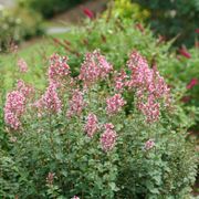 Syringa Bloomerang&reg; Ballet&trade; Lilac Alternate Image 3