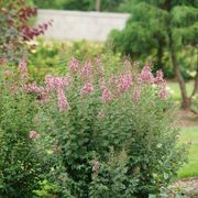 Syringa Bloomerang&reg; Ballet&trade; Lilac Alternate Image 4
