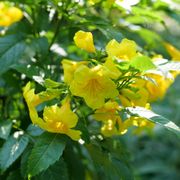 Tecoma Chicklet&reg; Gold Trumpet Bush Alternate Image 2