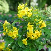 Tecoma Chicklet&reg; Gold Trumpet Bush Alternate Image 3