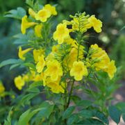 Tecoma Chicklet&reg; Gold Trumpet Bush Alternate Image 4