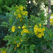 Tecoma Chicklet&reg; Gold Trumpet Bush Alternate Image 5
