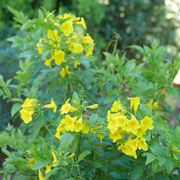 Tecoma Chicklet&reg; Gold Trumpet Bush Alternate Image 6
