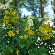 Tecoma Chicklet&reg; Gold Trumpet Bush Alternate Image 7
