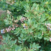 Vaccinium Splendid!&trade; Blue Highbush Blueberry Thumb