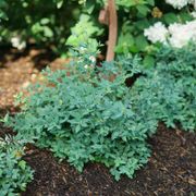 Vaccinium Splendid!&trade; Blue Highbush Blueberry Alternate Image 1