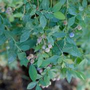 Vaccinium Splendid!&trade; Blue Highbush Blueberry Alternate Image 2