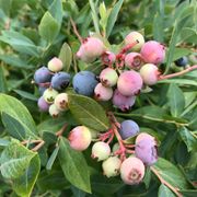 Vaccinium Splendid!&trade; Blue Highbush Blueberry Alternate Image 3