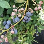 Vaccinium Splendid!&trade; Blue Highbush Blueberry Alternate Image 4