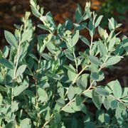 Vaccinium Splendid!&trade; Blue Highbush Blueberry Alternate Image 5