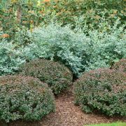 Vaccinium Splendid!&trade; Blue Highbush Blueberry Alternate Image 6