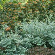 Vaccinium Splendid!&trade; Blue Highbush Blueberry Alternate Image 7