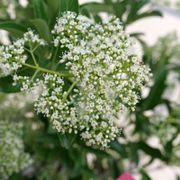 Viburnum Yardline&trade; Snowball Bush Thumb