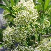 Viburnum Yardline&trade; Snowball Bush Alternate Image 3